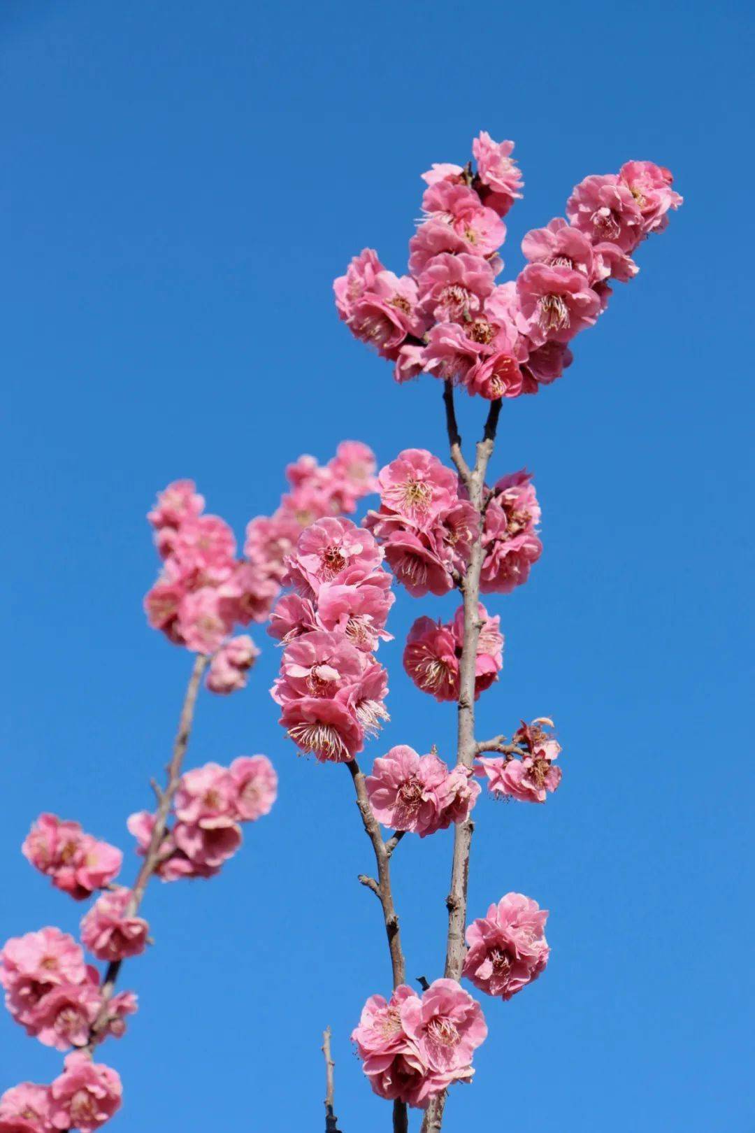 带孩子赏花的朋友圈说说(带孩子赏花发朋友圈微信句子)