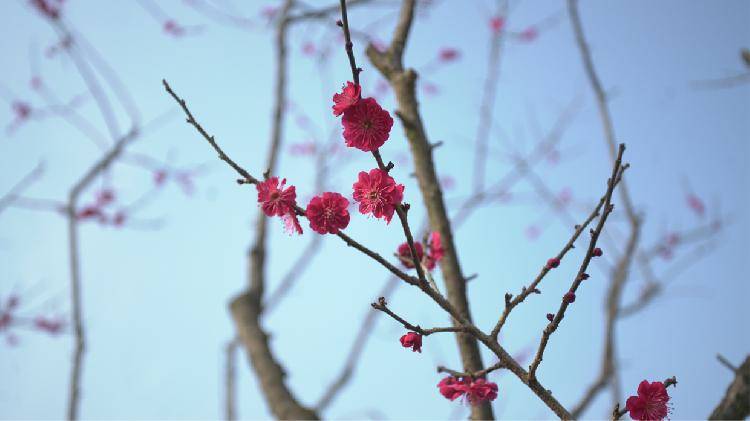 南川：大观梅园踏青 牛年暗香涌动