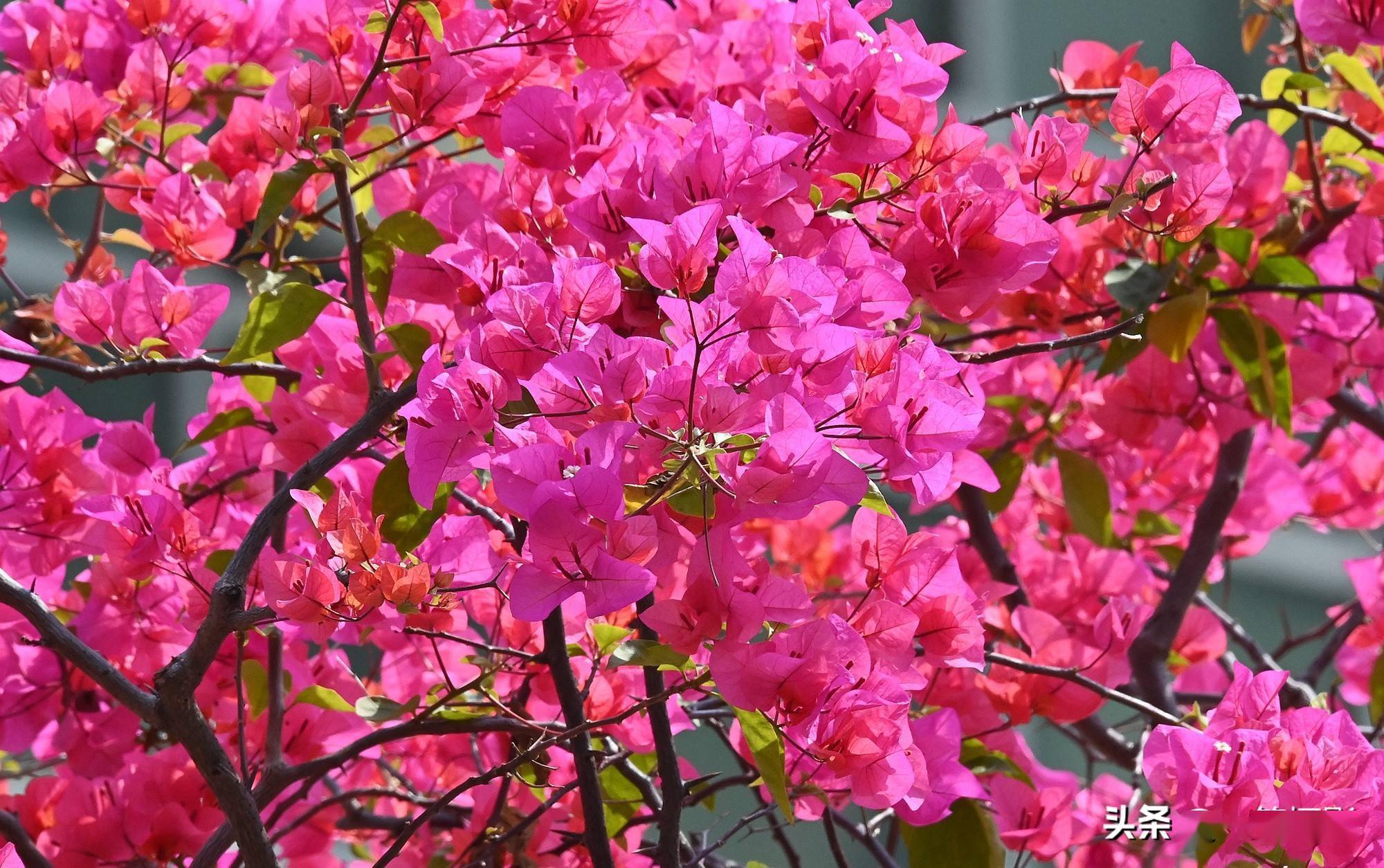 红红火火三角梅