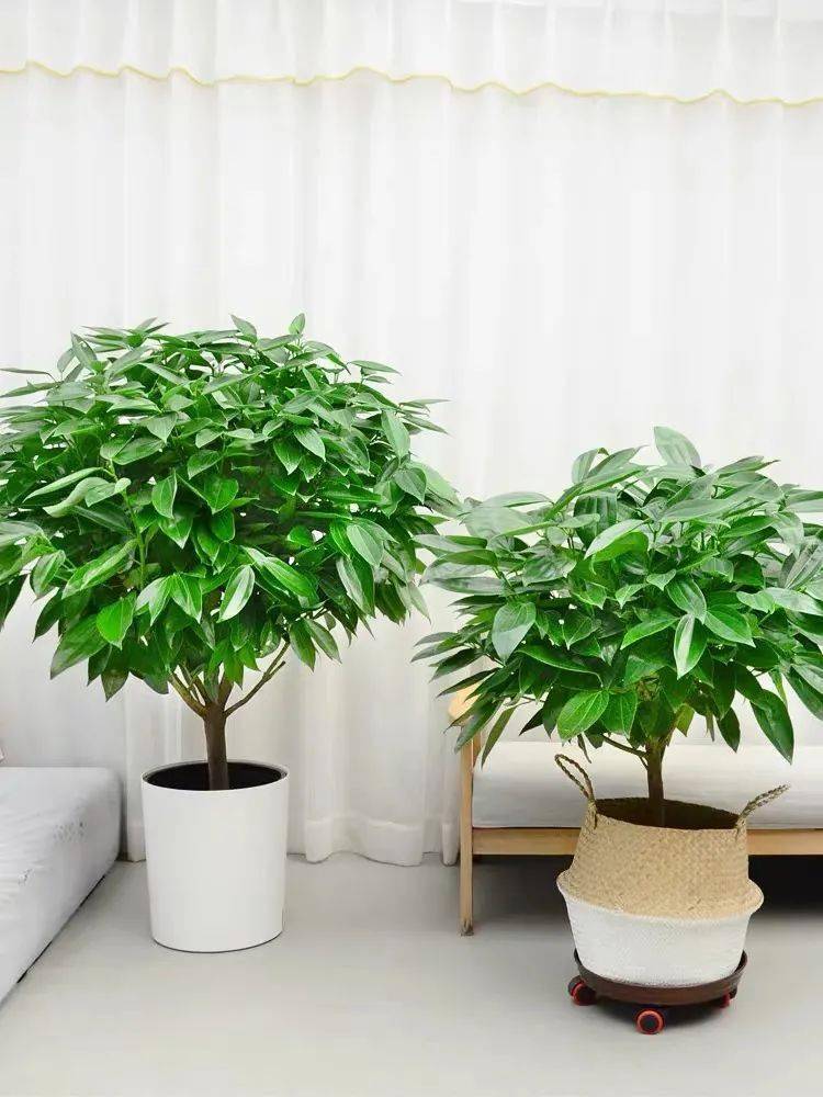 客厅最旺家的绿植鸭脚木 dbc13246575444f3aea02cf04047fa9a.jpeg
