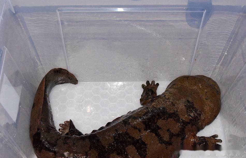 麦积区放生一条野生娃娃鱼_保护