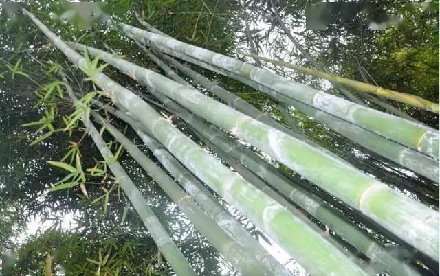 竹种类撑绿竹