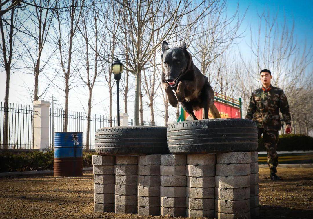 武警青岛支队某部训犬员而受到大家的喜爱素来以智商高,服从性好军犬