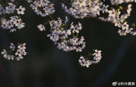 郑州人民公园的樱花开了 比去年早了半个多月
