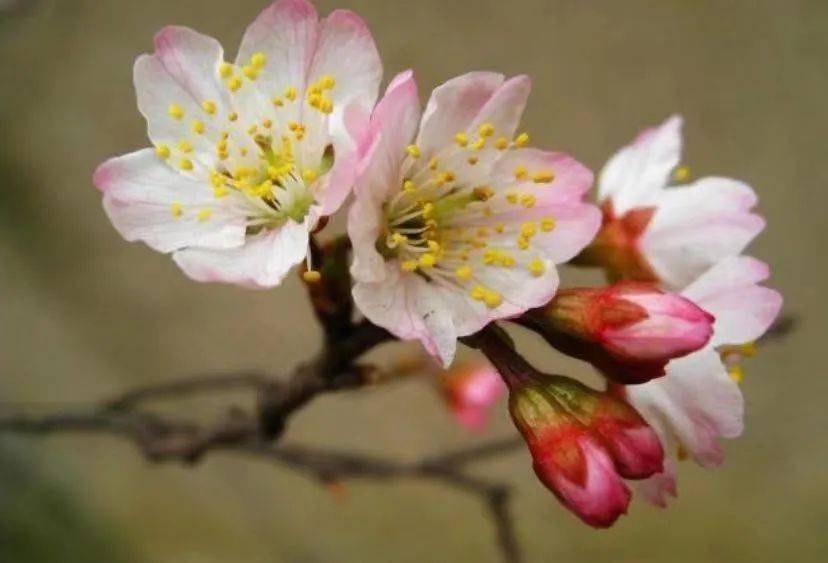 你可曾注意到龙山春天里的粉红色的樱桃花？