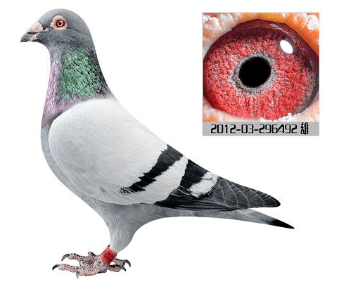 【涨姿势】中国三大品系竟是同宗