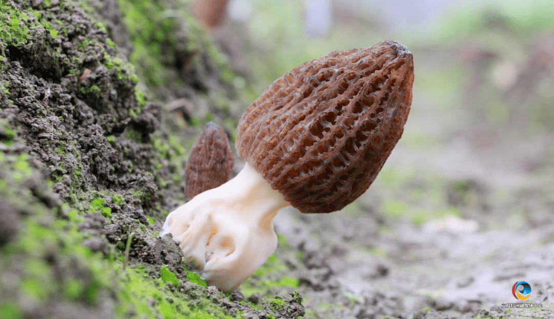 六枝这个地方的"小鲜菌"来啦!_羊肚菌