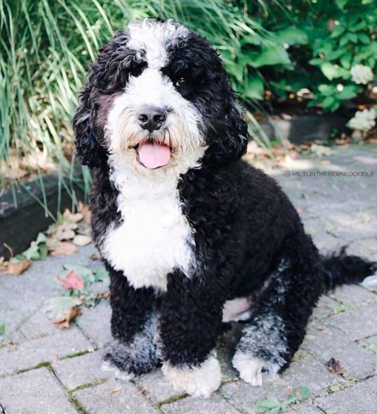 黑白相间的狗狗又萌又酷真可爱