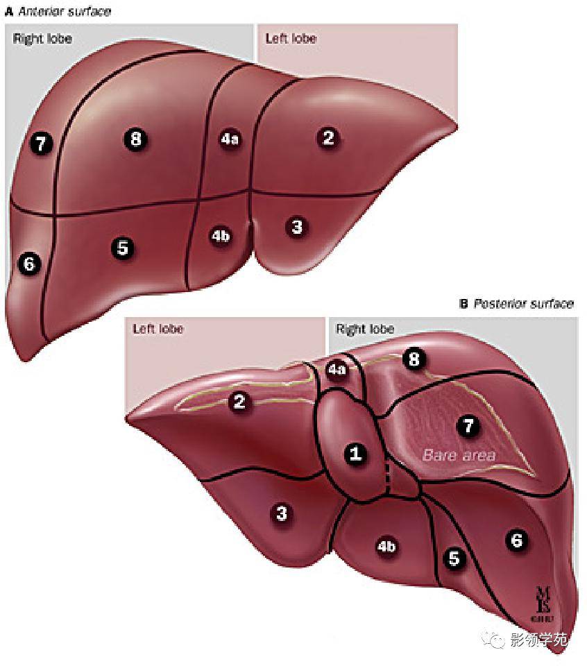 超赞!最全肝脏的表面解剖及分叶分段