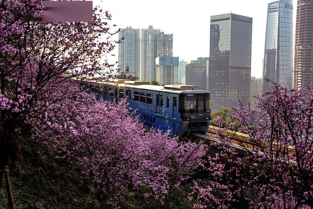 2021年02月20日,重庆"开往春天的列车"穿行在花丛中(来源:视觉中国)