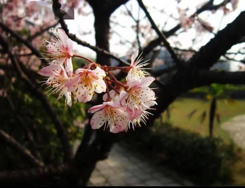 你可曾注意到龙山春天里的粉红色的樱桃花？