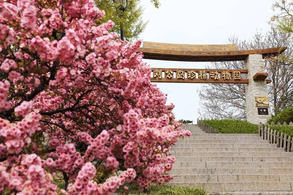 刘公岛的春天许久未见甚是想念
