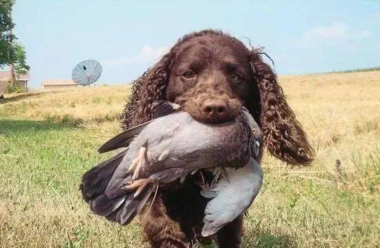 羊头狗身凶似比特它是美国最强猛犬被称为海豹突击队