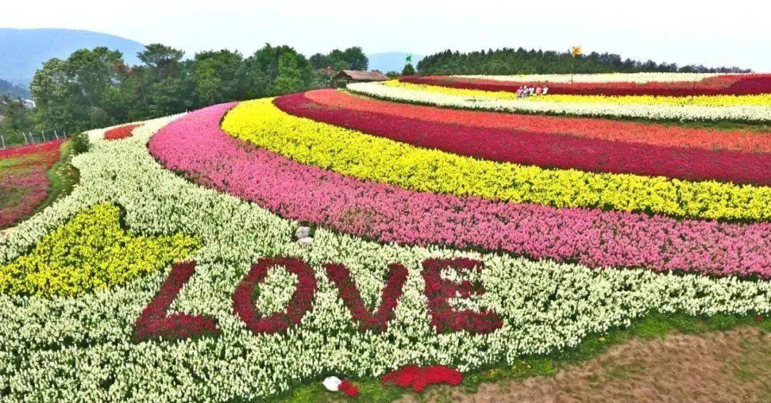 新春福利99元疯抢限量300张相约当阳玉泉花海一起遇见最撩人的春天