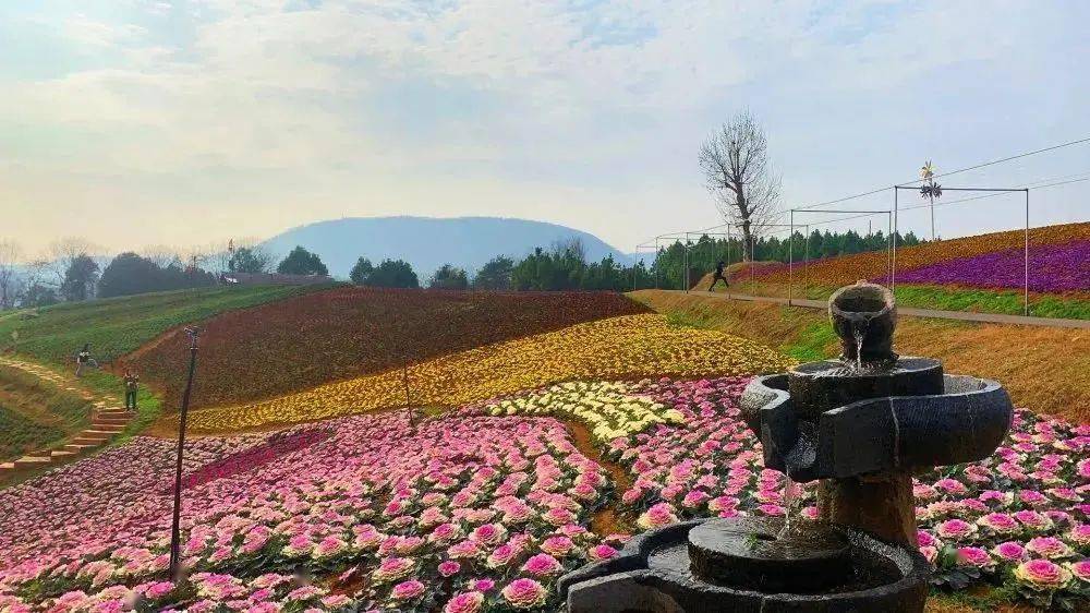 新春福利99元疯抢限量300张相约当阳玉泉花海一起遇见最撩人的春天
