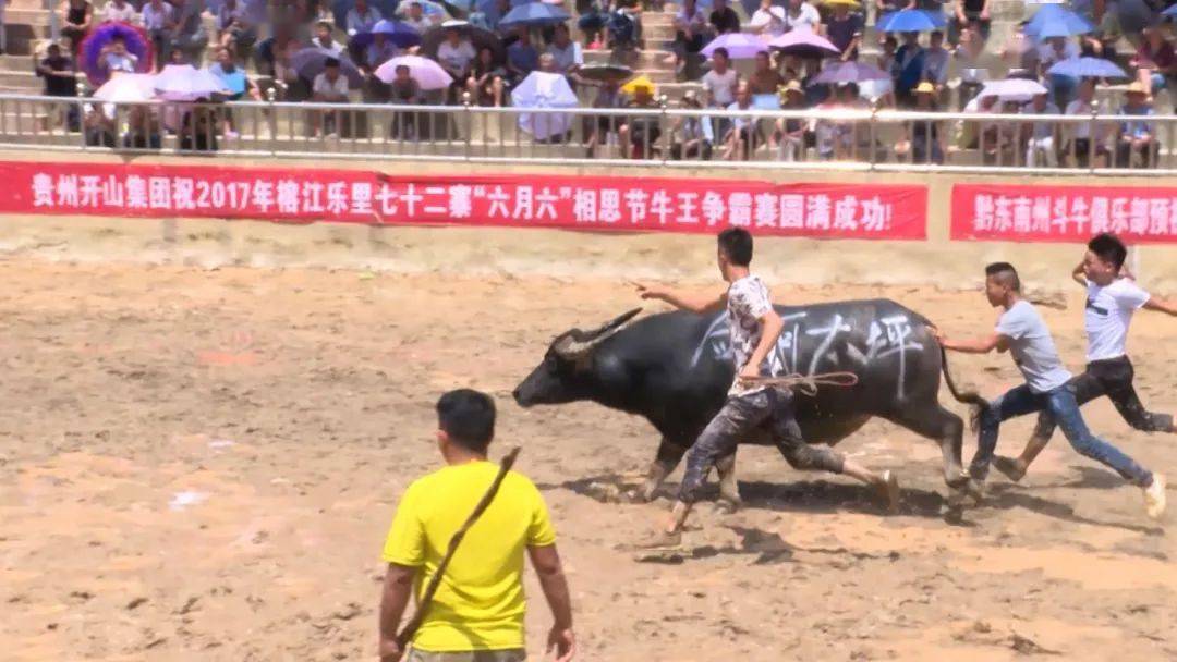黔东南最低调的世界之最,榕江乐里斗牛场!_东方