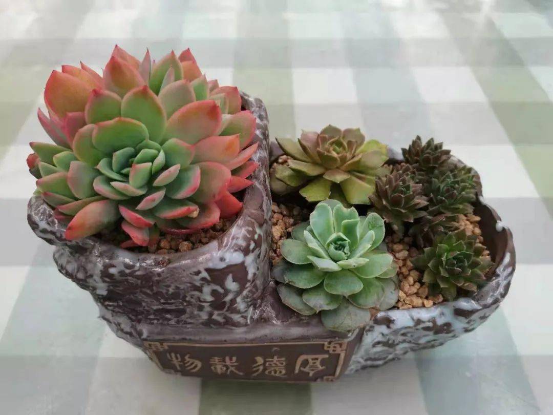 多肉植物组合盆栽 你更喜欢哪一个呢 品种