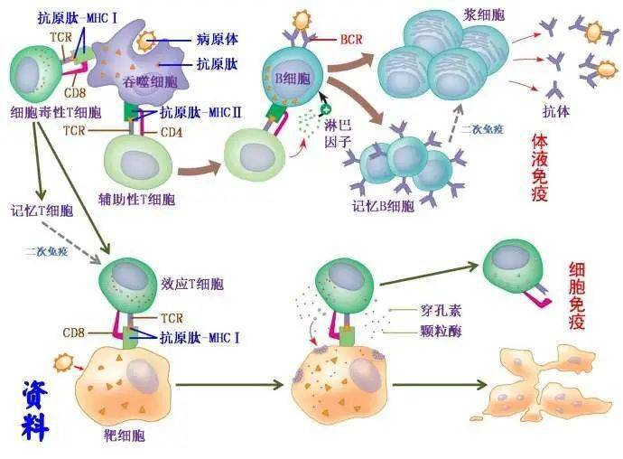 细胞免疫过程高中生物图片