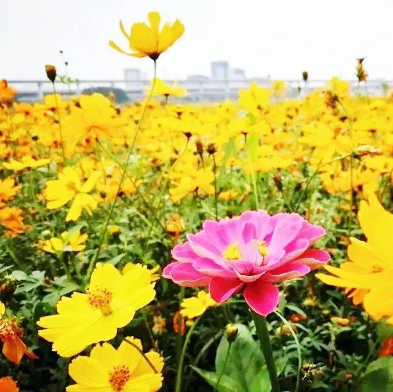 新春福利99元疯抢限量300张相约当阳玉泉花海一起遇见最撩人的春天