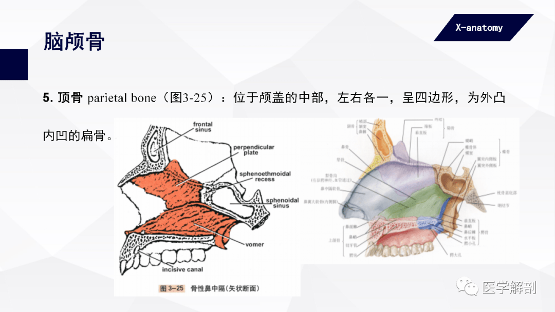 腦顱骨:有8塊,包括不成對的額骨,蝶骨,篩骨和枕骨,以及成對的顳骨和頂