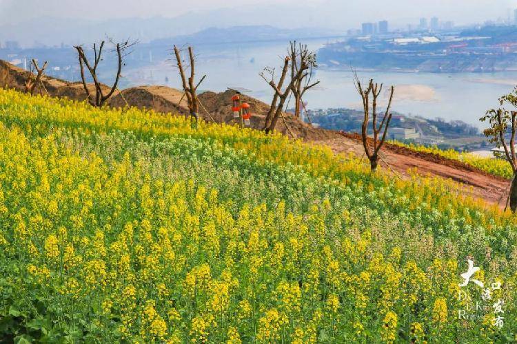 春暖牛栏坝，花开金鳌山！五彩油菜花你见过吗？