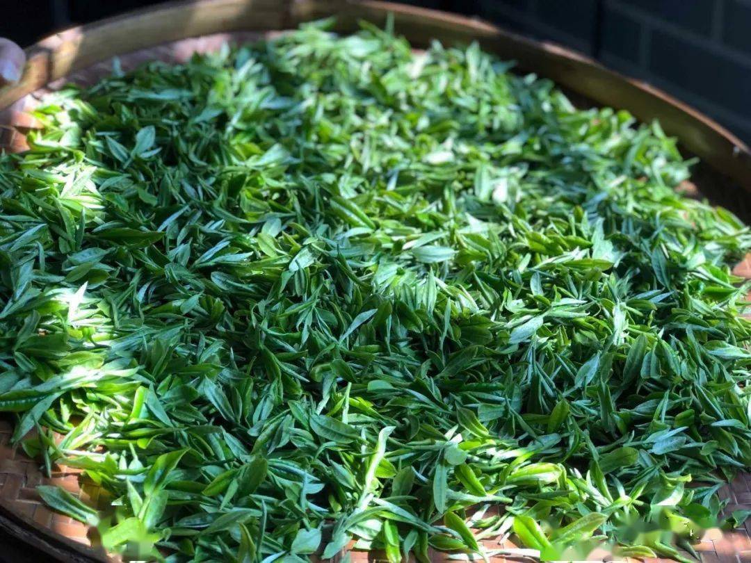 昭平象棋山有机茶园春茶正式开采啦