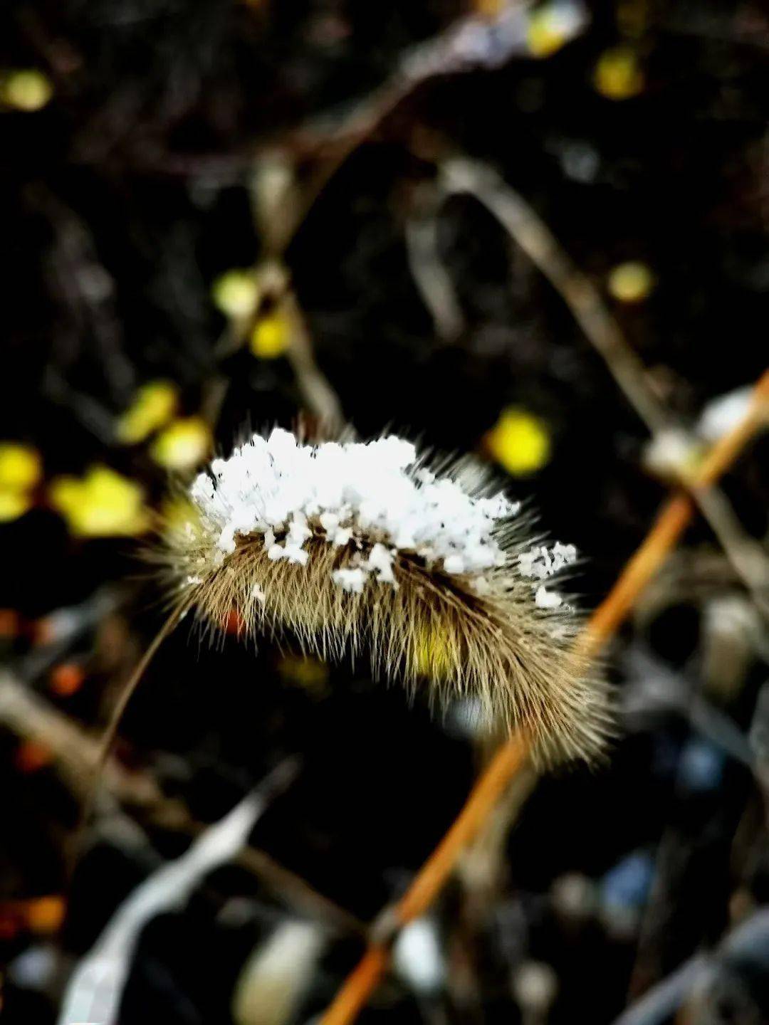 我们熟悉的狗尾草在雪花的映衬下也变得秀气了起来迎春花遇上米粒雪