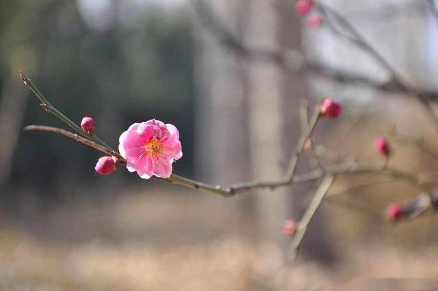 踏着春天的节拍，春游赏花去