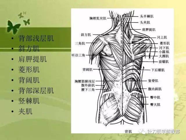 人体腰结构图高清图片