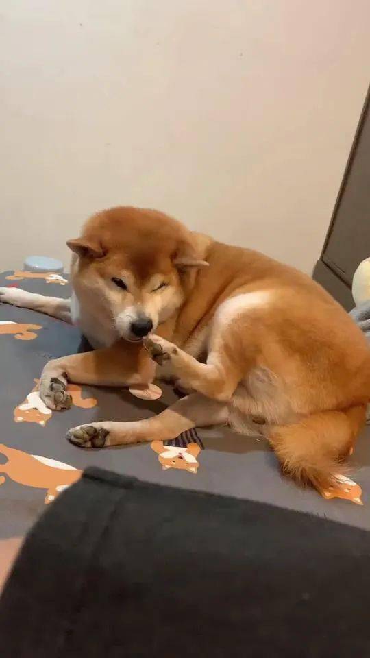 柴犬聞了一下自己的腳，結果連自己都覺得很臭，笑噴了！ 萌趣萌寵 第1张