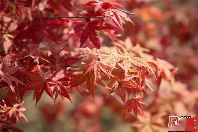 鹽田半山公園帶紅楓進入觀賞期