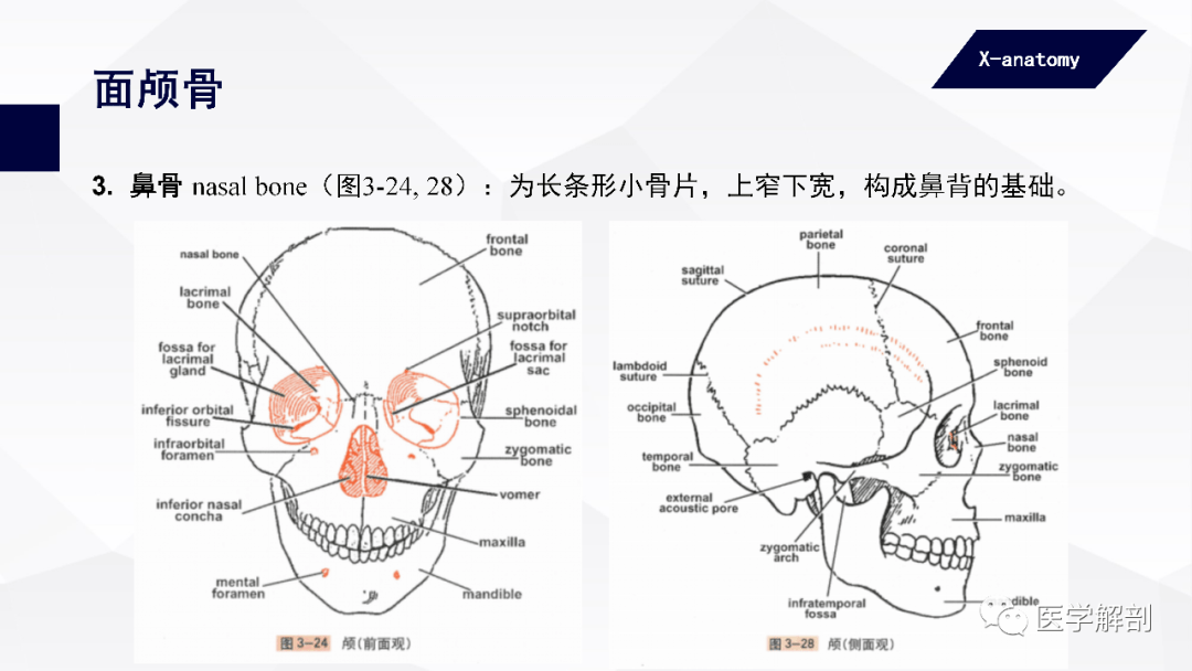 人體解剖學中軸骨及其連結顱骨一