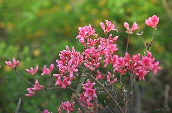 那一抹嫣红曲谱_一抹嫣红奶茶