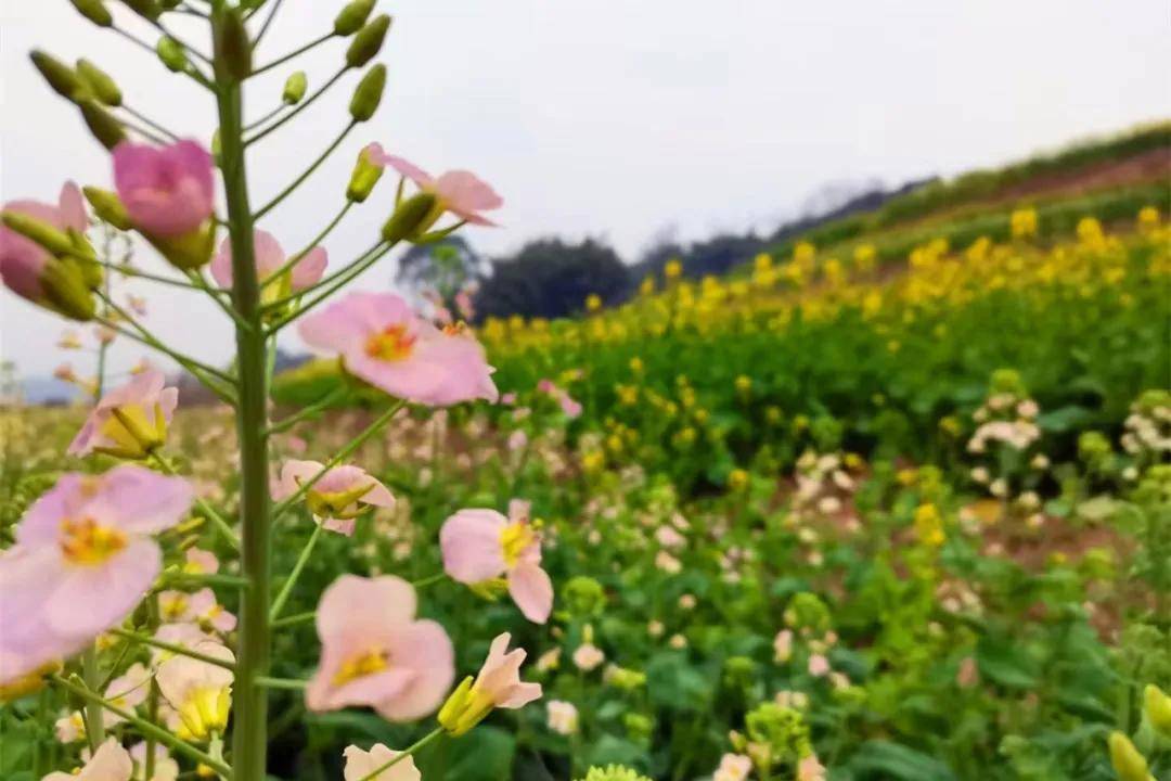 石盘村油菜花图片