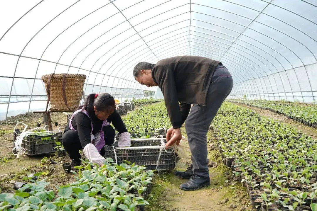 自产自销蔬菜gdp_官宣 沪平城际铁路年底开建 自上海金山区经平湖市,终至海盐县 嘉兴有人开着奔驰来摆摊 八佰伴 巴黎都(3)