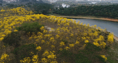 春天就这样来到了"小姐姐才惊觉当松山湖的黄花风铃木再次绽放时一树