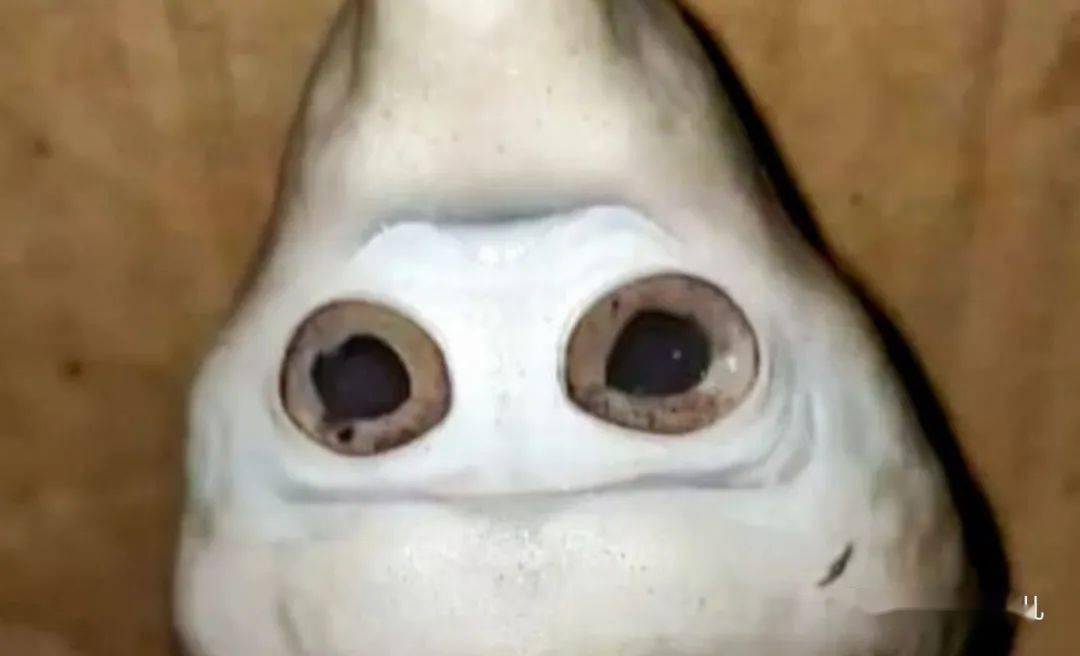 之所以说这条小鲨鱼是部分独眼畸形,是因为它的眼眶没有分离,但仍然