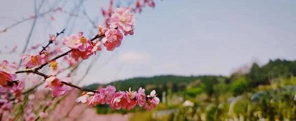张澜故里的500亩梅花开了 快来“云游”春光