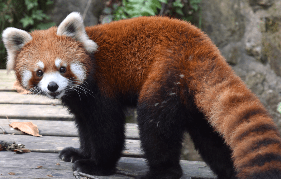 神奇动物在中国第二季第8讲它叫小熊猫不是小时候的大熊猫