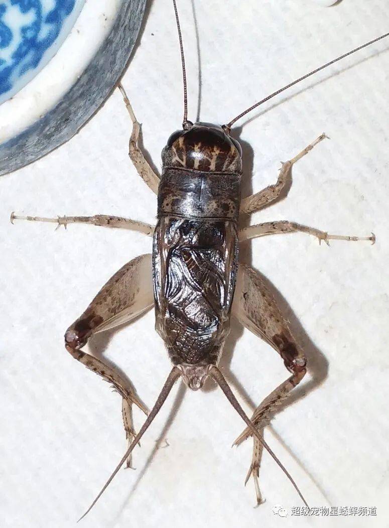 洛口重的蟋蟀斗丝图片