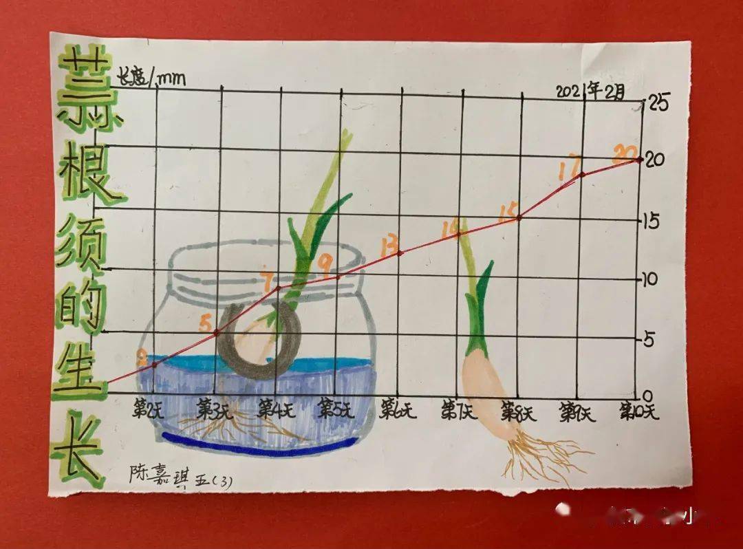 蒜叶的生长统计图图片