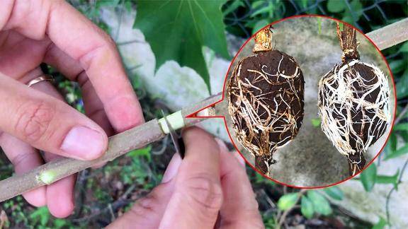 芙蓉花高压截枝环切剥皮生根法60天长满白根我学到了