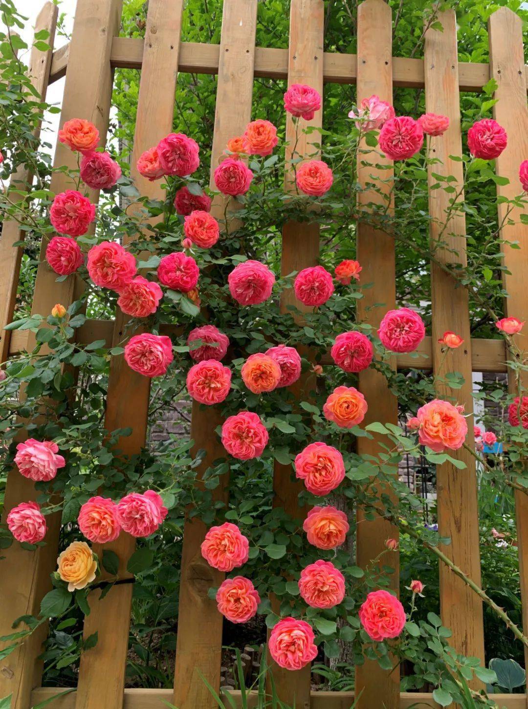 团购丨春天爆花的月季花墙,8个品种任挑选,团购价78元起顺丰包邮