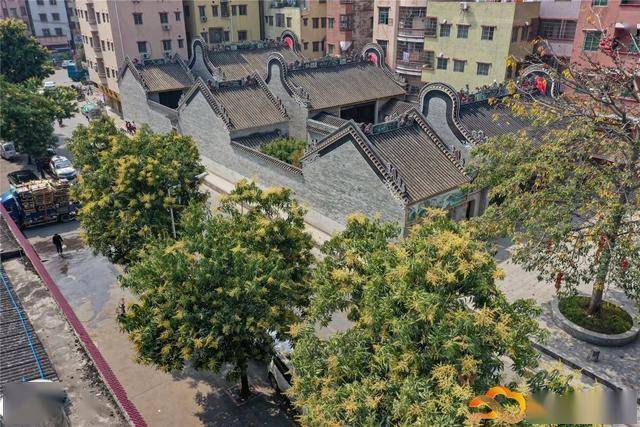 近三百岁的夏茅香芒古树开花了几十年来难得一见