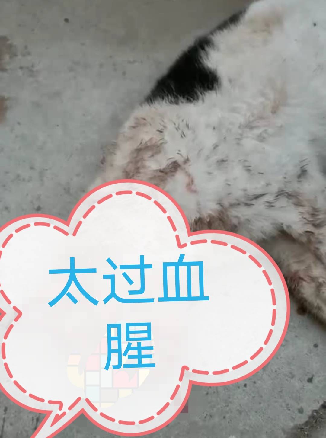 一位大姐看到小猫的尸体后,当场就哭出了声,小猫头部已经被鲜血染红