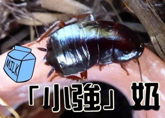 喝蟑螂奶吗?蛋白质浓度是牛奶的13倍!