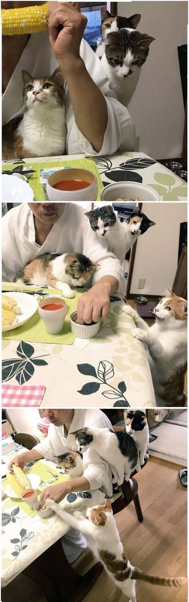 日本一寺院收養四隻貓以後，住持就每天沉迷擼貓！ 萌趣萌寵 第2张