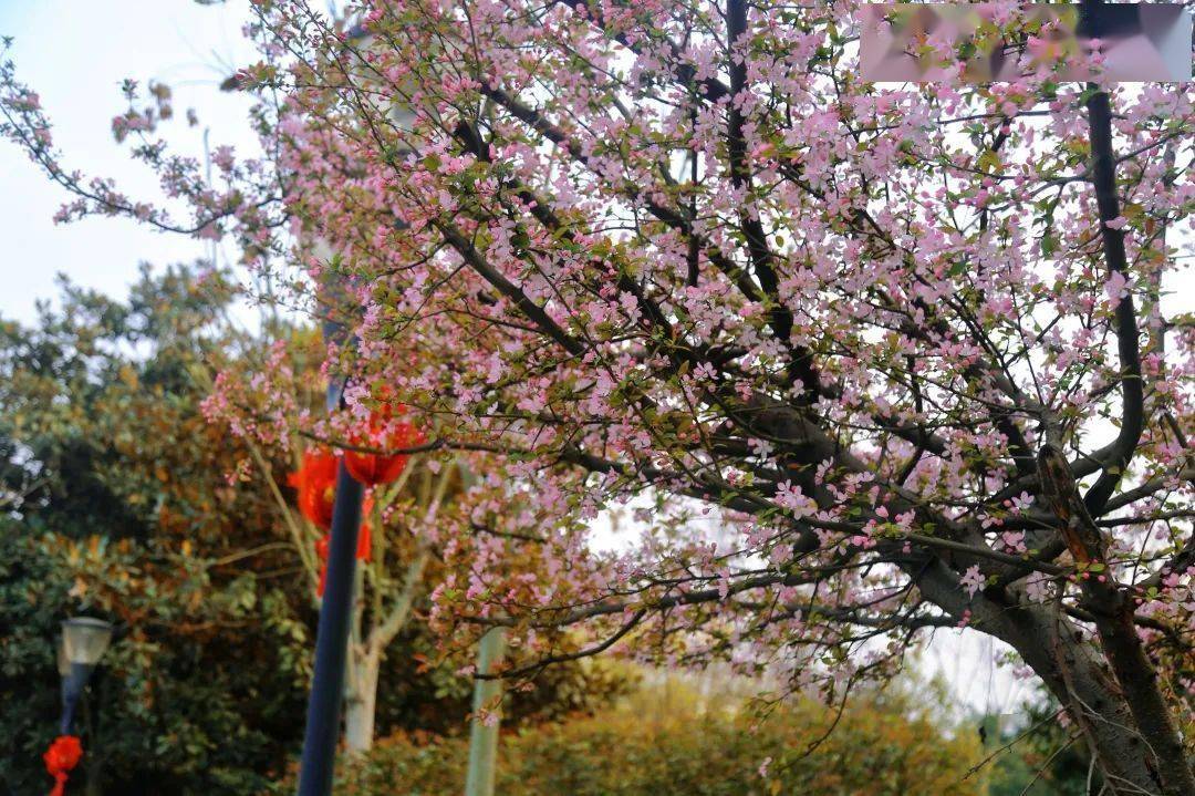 遂宁市市花图片