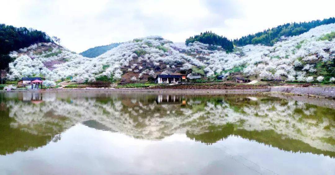 “白雪”漫山 统景印盒等你看花~