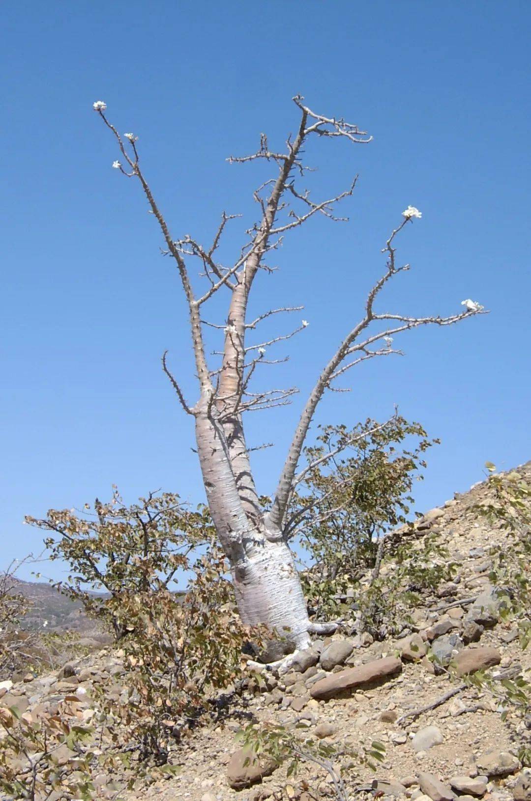 物种日历棒槌树属pachypodiumlealii利亚棒槌